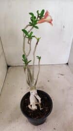 Planta Simples 3320 – 35cm – 03 anos - Imagem 7