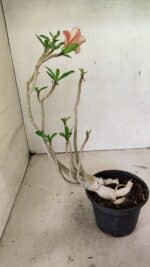 Planta Simples 3320 – 35cm – 03 anos - Imagem 6