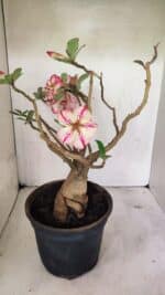 Planta Simples 3321 – 40cm – 04 anos - Imagem 6