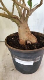 Planta Simples 3321 – 40cm – 04 anos - Imagem 11