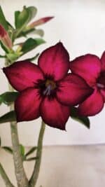 Planta Simples 3322 – 35cm – 03 anos