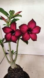 Planta Simples 3322 – 35cm – 03 anos - Imagem 4