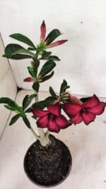 Planta Simples 3322 – 35cm – 03 anos - Imagem 5