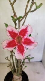 Planta Simples 3324 – 40cm – 03 anos - Imagem 3