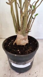 Planta Simples 3324 – 40cm – 03 anos - Imagem 8