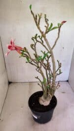 Planta Simples 3324 – 40cm – 03 anos - Imagem 7