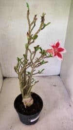 Planta Simples 3324 – 40cm – 03 anos - Imagem 5