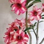 Planta Simples 3325 – 35cm – 03 anos