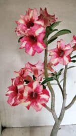 Planta Simples 3325 – 35cm – 03 anos