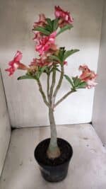 Planta Simples 3325 – 35cm – 03 anos - Imagem 7