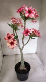 Planta Simples 3325 – 35cm – 03 anos - Imagem 6