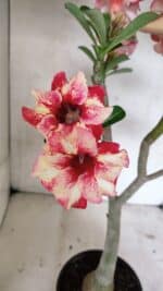 Planta Simples 3325 – 35cm – 03 anos - Imagem 4