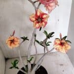 Planta Simples 3326 – 45cm – 03 anos