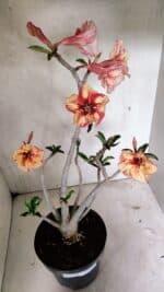 Planta Simples 3326 – 45cm – 03 anos