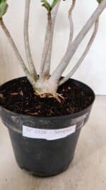 Planta Simples 3326 – 45cm – 03 anos - Imagem 7