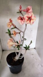 Planta Simples 3326 – 45cm – 03 anos - Imagem 6