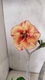 Planta Simples 3326 – 45cm – 03 anos - Imagem 4