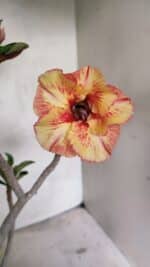 Planta Simples 3326 – 45cm – 03 anos - Imagem 3