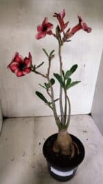 Planta Simples 3327 – 35cm – 03 anos - Imagem 2