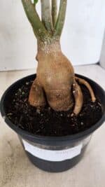 Planta Simples 3327 – 35cm – 03 anos - Imagem 6