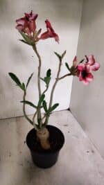 Planta Simples 3327 – 35cm – 03 anos - Imagem 5