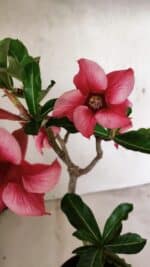 Planta Simples 3328 – 30cm – 02 anos - Imagem 3