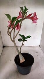 Planta Simples 3328 – 30cm – 02 anos - Imagem 6