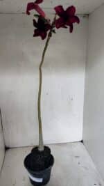 Planta Simples 3329 – 35cm – 03 anos - Imagem 2