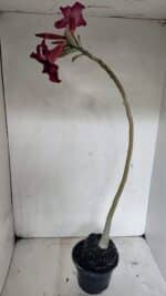 Planta Simples 3329 – 35cm – 03 anos - Imagem 6