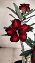 Planta Simples 3331 – 35cm – 03 anos