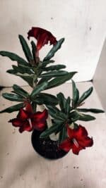 Planta Simples 3331 – 35cm – 03 anos - Imagem 7