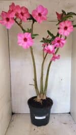 Planta Simples 3332 – 65cm – 05 anos