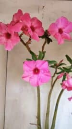 Planta Simples 3332 – 65cm – 05 anos - Imagem 3