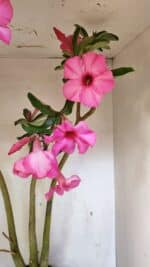 Planta Simples 3332 – 65cm – 05 anos - Imagem 4