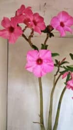 Planta Simples 3332 – 65cm – 05 anos - Imagem 6