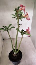 Planta Simples 3333 – 35cm – 03 anos - Imagem 5