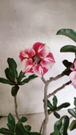 Planta Simples 3334 – 40cm – 03 anos - Imagem 4