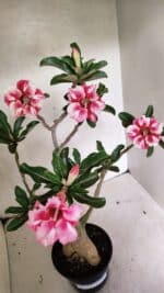 Planta Simples 3334 – 40cm – 03 anos - Imagem 3