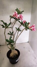 Planta Simples 3334 – 40cm – 03 anos - Imagem 6