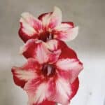 Planta Simples 3335 – 30cm – 03 anos