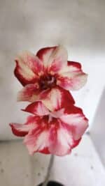 Planta Simples 3335 – 30cm – 03 anos - Imagem 4