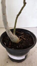 Planta Simples 3335 – 30cm – 03 anos - Imagem 6