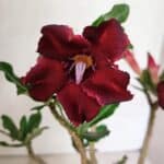 Planta Simples 3336 – 30cm – 02 anos