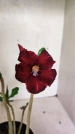 Planta Simples 3336 – 30cm – 02 anos - Imagem 4