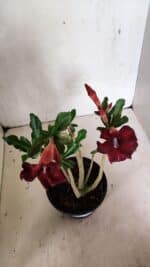 Planta Simples 3336 – 30cm – 02 anos - Imagem 5