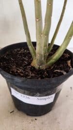 Planta Simples 3336 – 30cm – 02 anos - Imagem 7