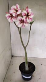 Planta Simples 3337 – 35cm – 03 anos - Imagem 2