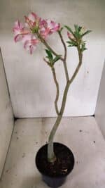 Planta Simples 3337 – 35cm – 03 anos - Imagem 5