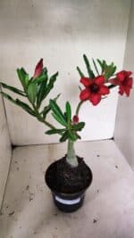 Planta Simples 3338 – 35cm – 03 anos - Imagem 2