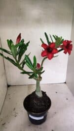 Planta Simples 3338 – 35cm – 03 anos - Imagem 8